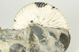 Cretaceous Ammonite (Deshayesites) Fossil Cluster - Russia #207461-3